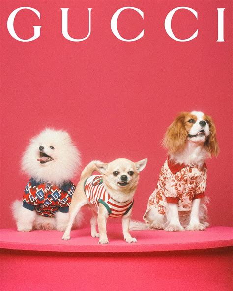 gucci pet limited edition zwart|gucci clothing for kids.